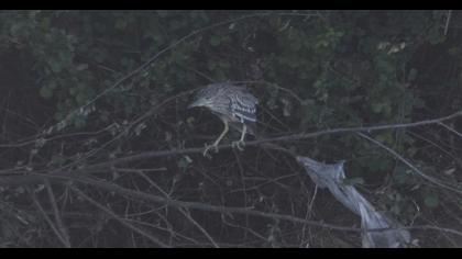 Black-crowned Night Heron