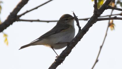 Willow Warbler