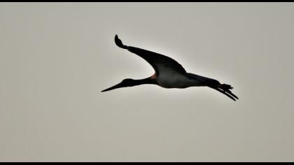 Black Stork