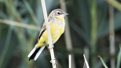 Sarı kuyruksallayan