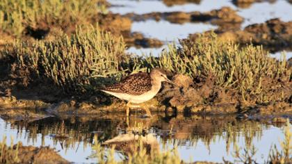 Wood Sandpiper