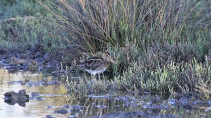 Common Snipe