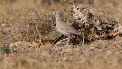 Greater Hoopoe-Lark