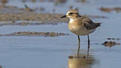 Greater Sand Plover