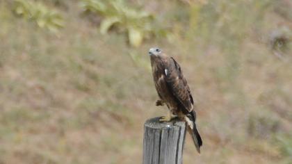 Common Buzzard