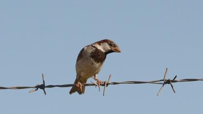 House Sparrow