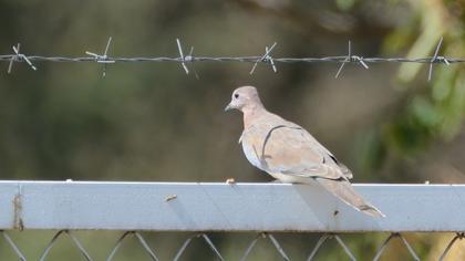 Laughing Dove