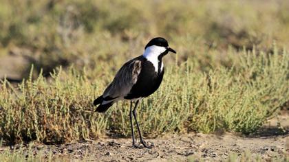 Spur-winged Lapwing