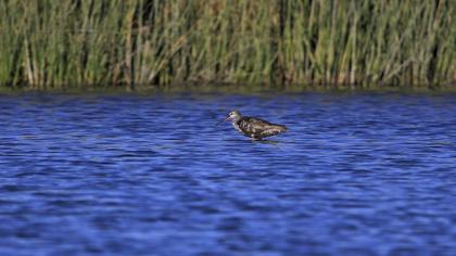 Spotted Redshank