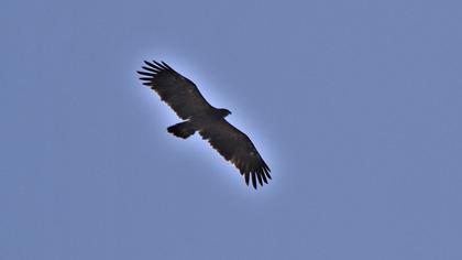 Lesser Spotted Eagle
