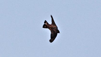 Eurasian Crag Martin