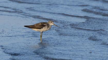 Common Greenshank