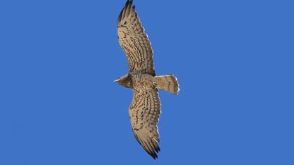 Short-toed Snake Eagle