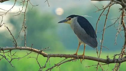 Black-crowned Night Heron