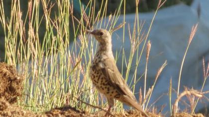 Mistle Thrush