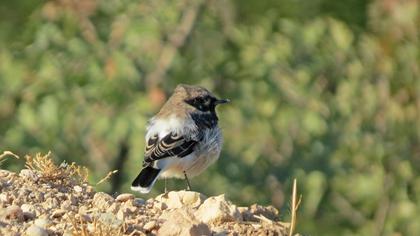 Black-eared Wheatear