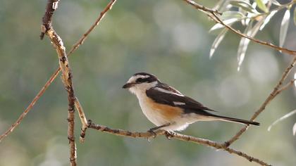 Masked Shrike