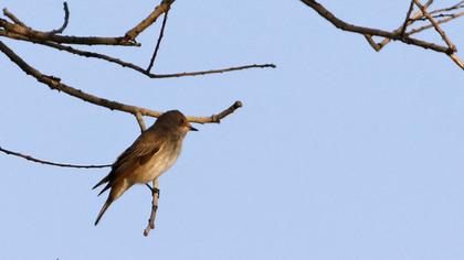 Spotted Flycatcher