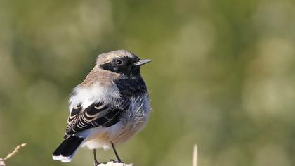 Black-eared Wheatear