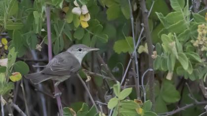 Eastern Olivaceous Warbler