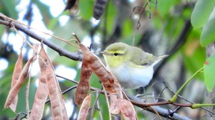 Wood Warbler