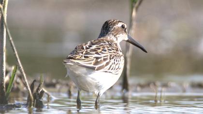 Broad-billed Sandpiper