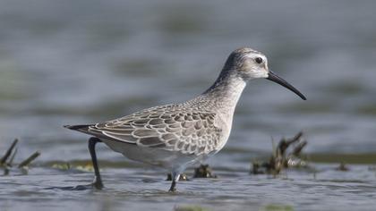 Curlew Sandpiper