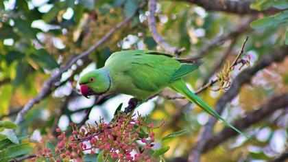 Rose-ringed Parakeet