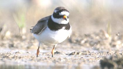 Common Ringed Plover