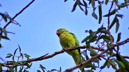 Rose-ringed Parakeet