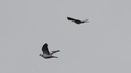 Common Wood Pigeon
