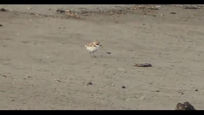 Kentish Plover