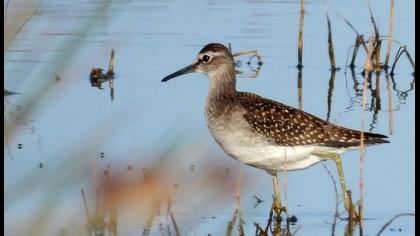 Wood Sandpiper