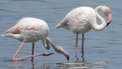 Greater Flamingo