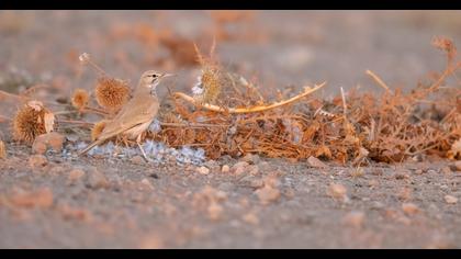 Greater Hoopoe-Lark