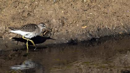 Wood Sandpiper