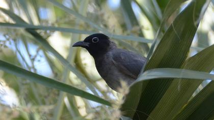 White-spectacled Bulbul