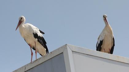 White Stork