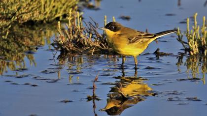 Western Yellow Wagtail