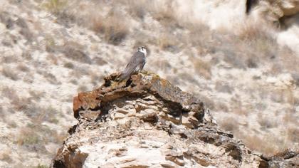 Lanner Falcon