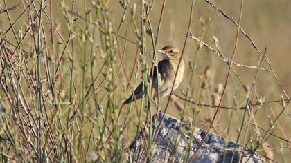 Tawny Pipit