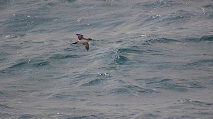 Yelkouan Shearwater