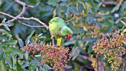 Rose-ringed Parakeet