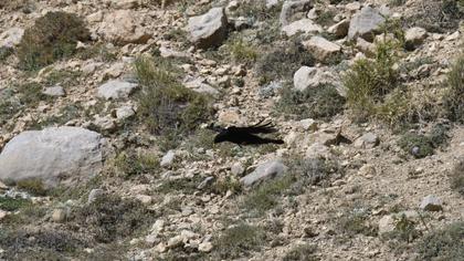 Alpine Chough