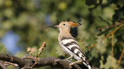 Eurasian Hoopoe