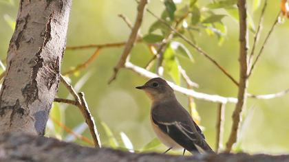Semicollared Flycatcher
