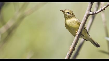 Willow Warbler