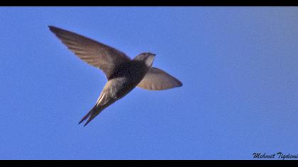 Common Swift