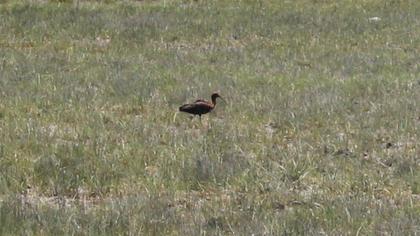 Glossy Ibis