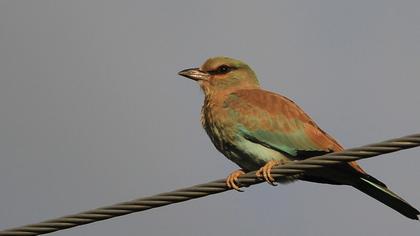 European Roller